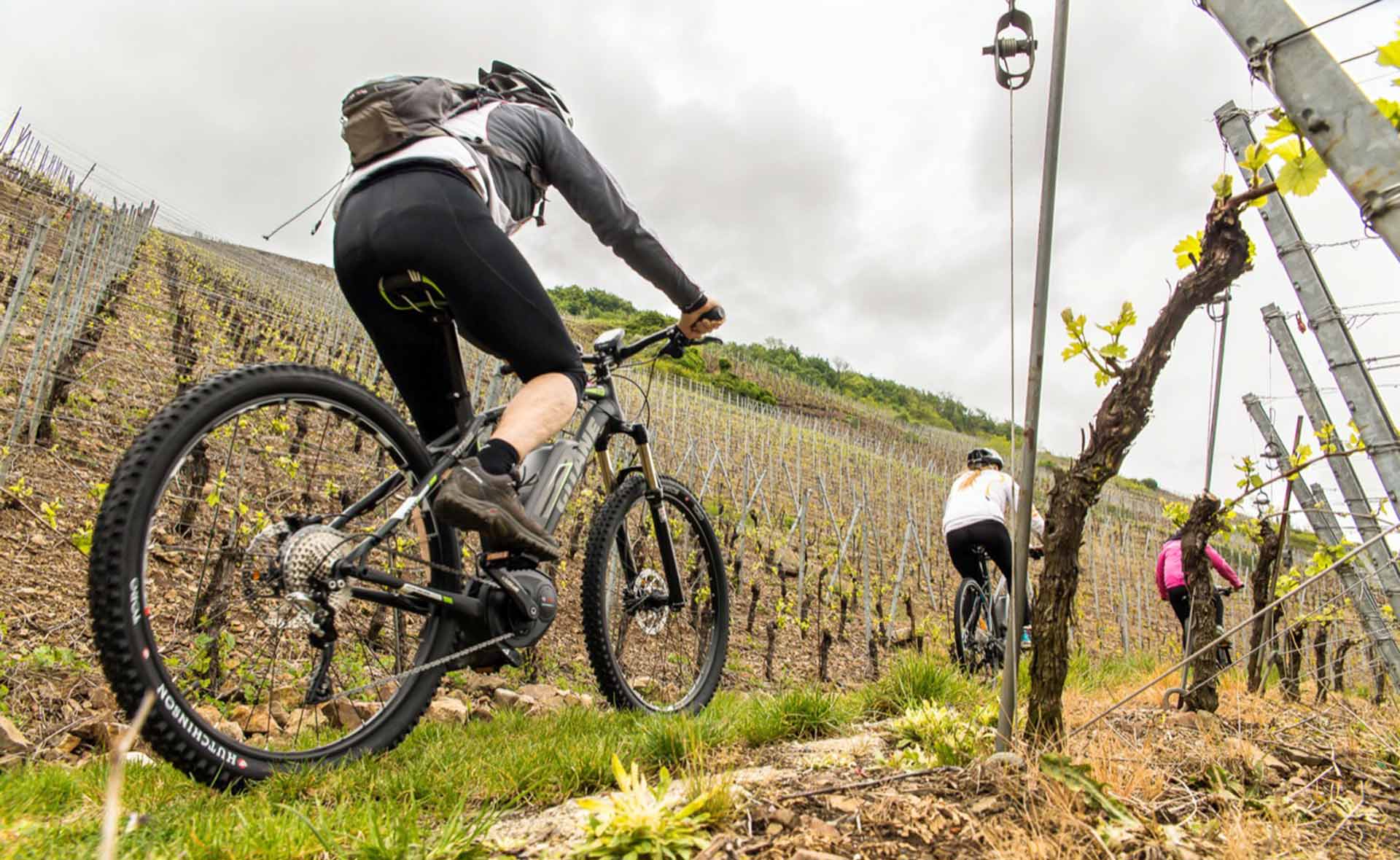 découvrir les vignes d'Alsace en VTT