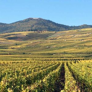 Wettolsheim du Château du Hollandsbourg