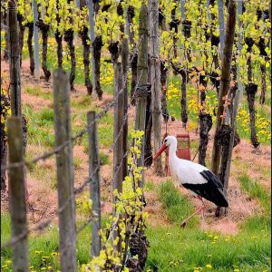 Vignes et Cigogne