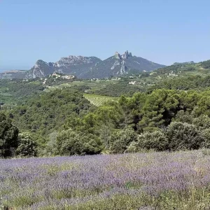 Provence Dentelles Montmirail avec lavande