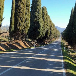 allée d'If en terre des Étrusques en Italie