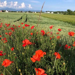 Sundgau paysage d'Alsace