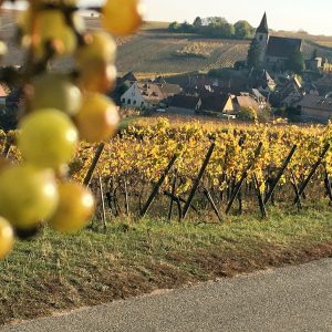 Vignoble d'Alsace Hunawihr