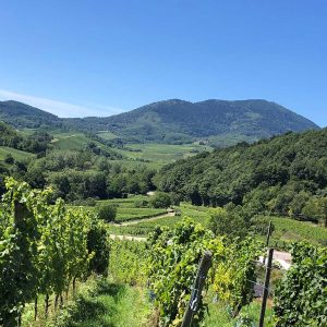entre Bâle et Strasbourg séjour vélo à Itterswiller