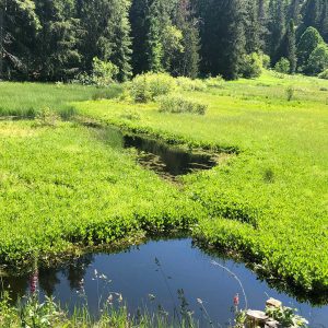Etang du Devin et tourbière de Surcenord