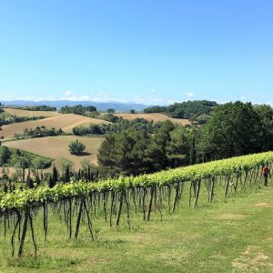 pause chez un viticulteur