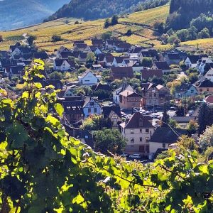 séjour vélo dans les vignes d'Alsace