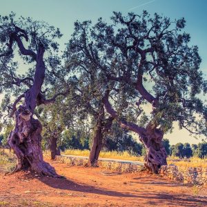 Oliviers Salento Gourmet