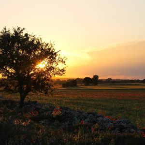 couchée de soleil sur un champ de coquelicots