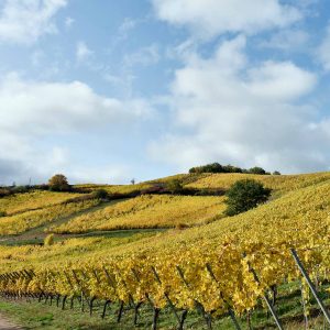 Alsace vignes