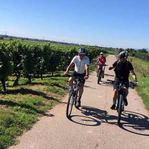 à vélo dans les vignes