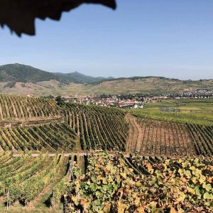 Ammerschwihr à Kintzheim dans les vignes à vélo