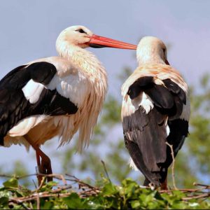 Alsace nid de Cigognes euro-vélo route en 5 étapes