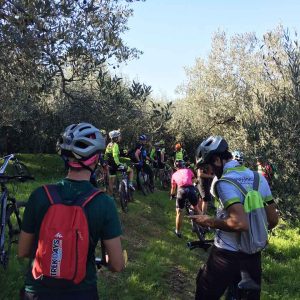 Oliviers des Abruzzes